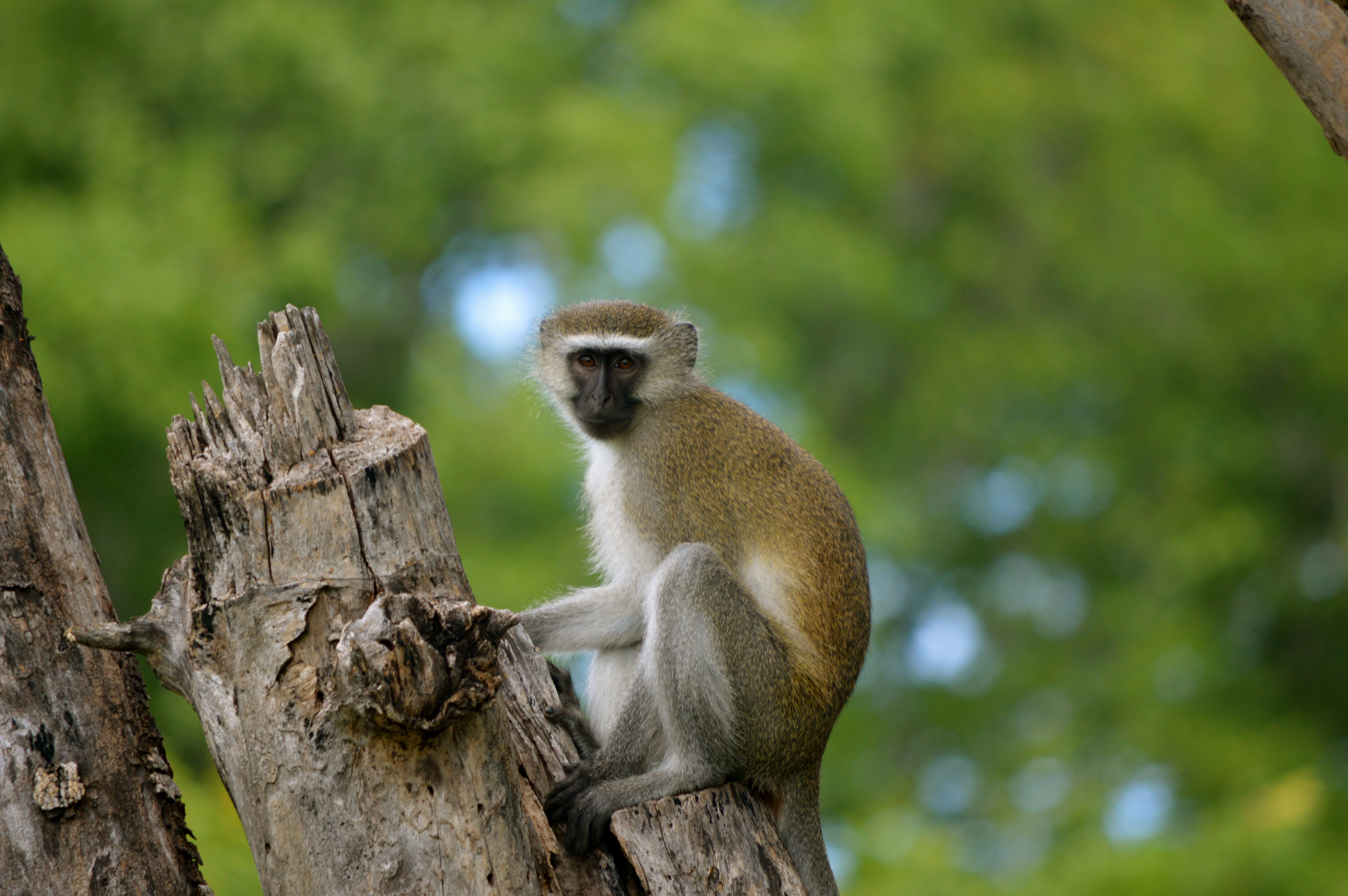 Vervet Monkey